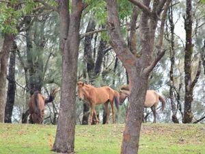 Selandia Baru ala Indonesia di NTT
