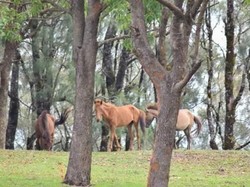 Selandia Baru ala Indonesia di NTT