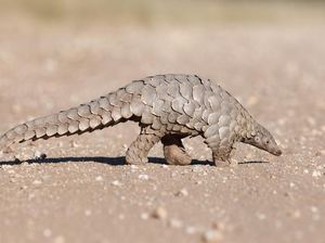 China Hapus Trenggiling dari Daftar Obat Tradisional