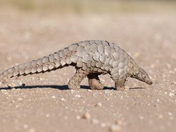 China Hapus Trenggiling dari Daftar Obat Tradisional