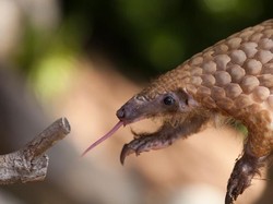 Larang Perdagangan Hewan Liar, China Sita 820 Kg Sisik Trenggiling Ilegal