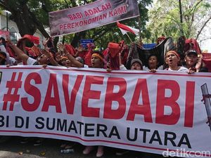 Ketua DPRD Taput Tuding Gubernur Edy Bikin Resah soal Pemusnahan Babi