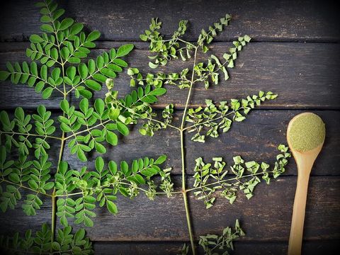 7 Manfaat Daun Kelor untuk Anak