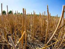 Mungkinkah Melawan Hama Pertanian Tanpa Pestisida?