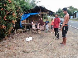 Kerap Mangsa Ternak Warga, Ular Sanca 3 Meter di Mamuju Ditangkap