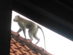 Monyet Liar Muncul Bikin Resah Warga Badung Bali