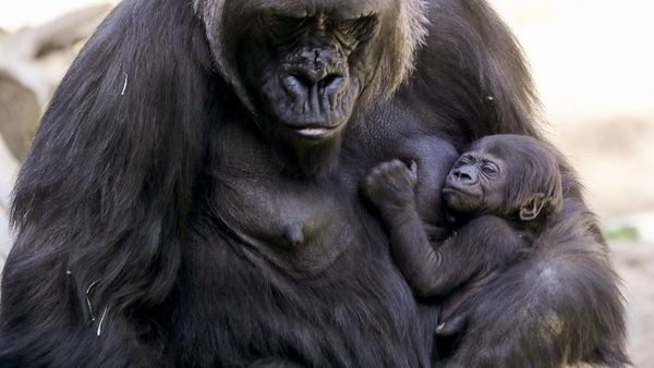 Bayi Gorila Pertama Lahir di Kebun Binatang Los Angeles