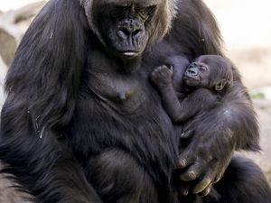 Bayi Gorila Pertama Lahir di Kebun Binatang Los Angeles