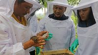 Mengintip Budidaya Lebah Langsung dari Alam