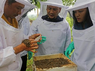 Mengintip Budidaya Lebah Langsung dari Alam