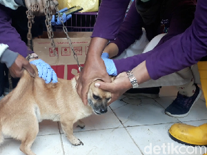 Antisipasi Rabies dan Antraks, Hewan Ternak dan Peliharaan Brebes Divaksin