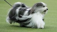 Menggemaskan! Begini Aksi Lucu Anjing saat Ikut Kontes