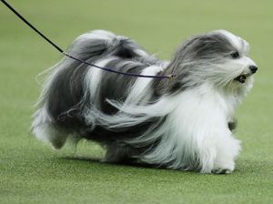 Menggemaskan! Begini Aksi Lucu Anjing saat Ikut Kontes