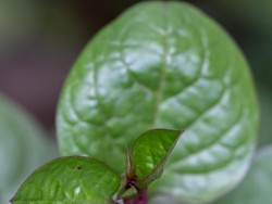 Apa itu Daun Binahong? Bermanfaat untuk Jerawat hingga Vitalitas Pria