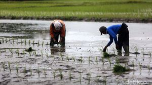 Usai Banjir, Petani di Bekasi Mulai Tanam Padi