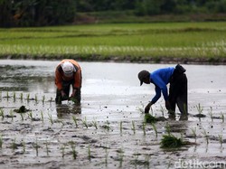 Ngaseuk di Kasepuhan Ciptagelar