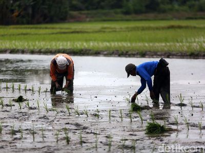 Usai Banjir, Petani di Bekasi Mulai Tanam Padi