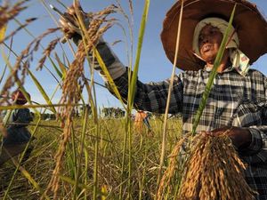 Ekspor Beras Thailand 2020 Diperkirakan Capai Titik Terendah