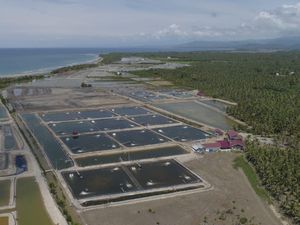 Target Ekspor Naik 250% di 2024, KKP Genjot Produktivitas Udang