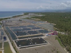 Target Ekspor Naik 250% di 2024, KKP Genjot Produktivitas Udang