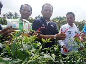 Petani Binjai Agung Lampung Panen Cabai