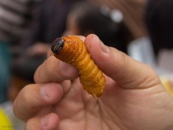 Selain di Papua, Ulat Pohon Jadi Camilan Wajib Turis di Amazon