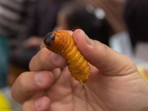 Selain di Papua, Ulat Pohon Jadi Camilan Wajib Turis di Amazon Selain di Papua, Ulat Pohon Jadi Camilan Wajib Turis di Amazon