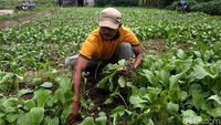 Serunya Warga Babelan Bekasi saat Panen Sawi
