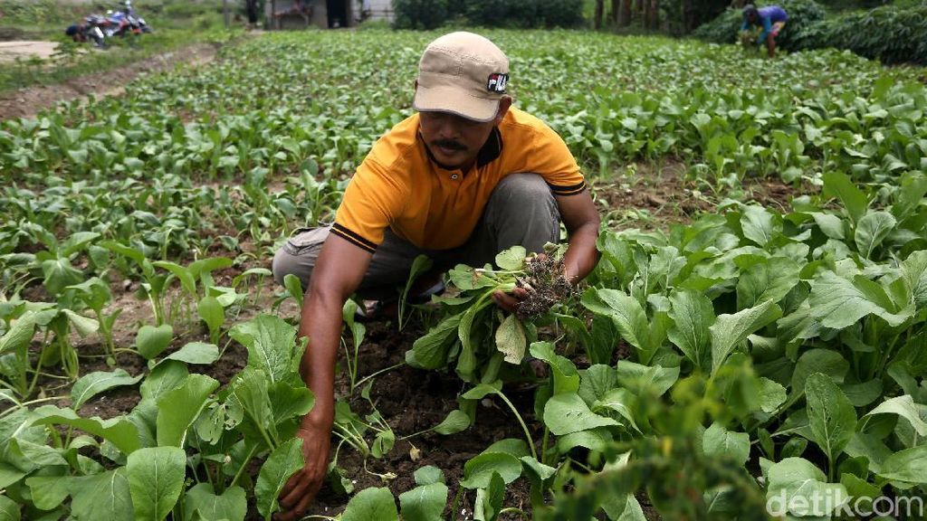Serunya Warga Babelan Bekasi saat Panen Sawi Serunya Warga Babelan Bekasi saat Panen Sawi
