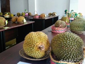 Luuurrr... Purworejo Bakal Gelar Gerebek Durian 3 Hari!