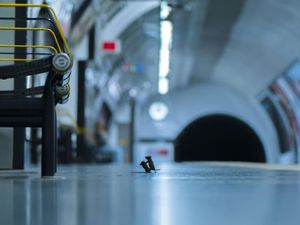 Aksi Dua Tikus Berkelahi di Stasiun Subway Jadi Foto Terbaik Satwa Liar