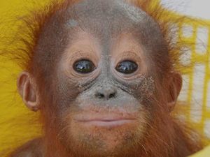 Kabar Gembira, Orang Utan Sumatera Lahir di Kebun Binatang AS Kabar Gembira, Orang Utan Sumatera Lahir di Kebun Binatang AS
