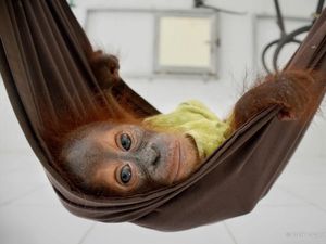 Hari Orangutan Sedunia 19 Agustus, Simak Kondisi Satwa Endemik Itu Hari Orangutan Sedunia 19 Agustus, Simak Kondisi Satwa Endemik Itu