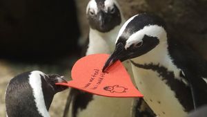 Gemasnya Aksi Penguin Rebutan Surat Cinta Jelang Valentine