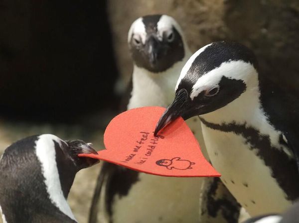 Gemasnya Aksi Penguin Rebutan Surat Cinta Jelang Valentine