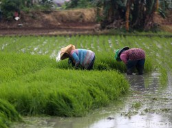 Soal Data Pangan, DPR: Menteri dan Presiden Suka Bertolak Belakang