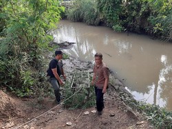 BKSDA Serang Pasang Perangkap Jebak 2 Buaya Muara di Anyer