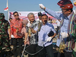 Buat Pedoman Teknis Budidaya Lobster, KKP Ingin Ungguli Vietnam
