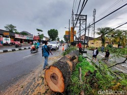 Pohon Tumbang di Sleman, Timpa Rumah dan Sempat Tutup Jalan Magelang