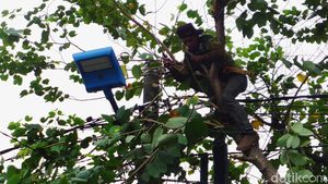 Antisipasi Tumbang, Pohon di Pondok Kopi Dipangkas