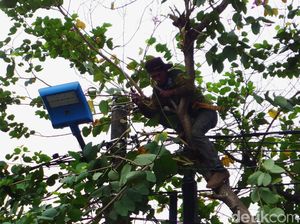 Antisipasi Tumbang, Pohon di Pondok Kopi Dipangkas