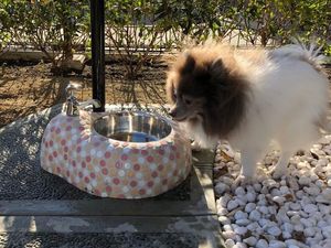 Jepang Buat Toilet Anjing Pertama di Dunia