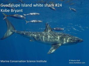 Sama-sama Identik dengan Nomor 24, Hiu Putih Ini Dinamai Kobe Bryant Sama-sama Identik dengan Nomor 24, Hiu Putih Ini Dinamai Kobe Bryant