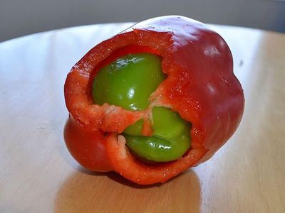 Ketika Telur Ada di Dalam Telur dan Paprika di Dalam Paprika