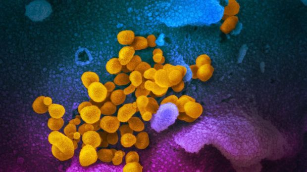 Virus corona dilihat dari mikroskop