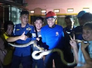 Pagi Buta, Warga Dekat Stadion Mattoanging Kaget Sanca 5 Meter Masuk Rumah