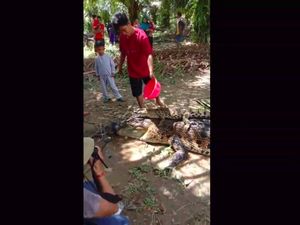Mangsa Ternak dan Bikin Resah, Induk Buaya 5 Meter Ditangkap Warga