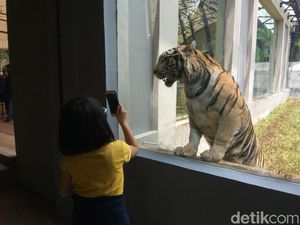 Mengintip Cantik dan Jelita, Duo Harimau Benggala di Bandung Barat