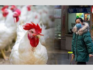 Viral Daging Ayam Disebut Penyebar Virus Corona, Begini Faktanya