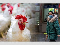 Viral Daging Ayam Disebut Penyebar Virus Corona, Begini Faktanya